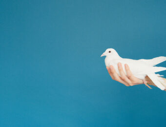hand with a dove