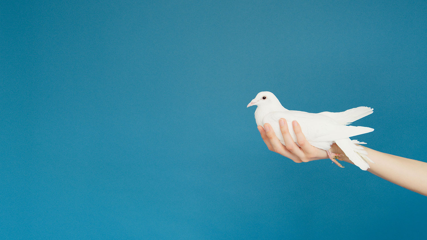 hand with a dove
